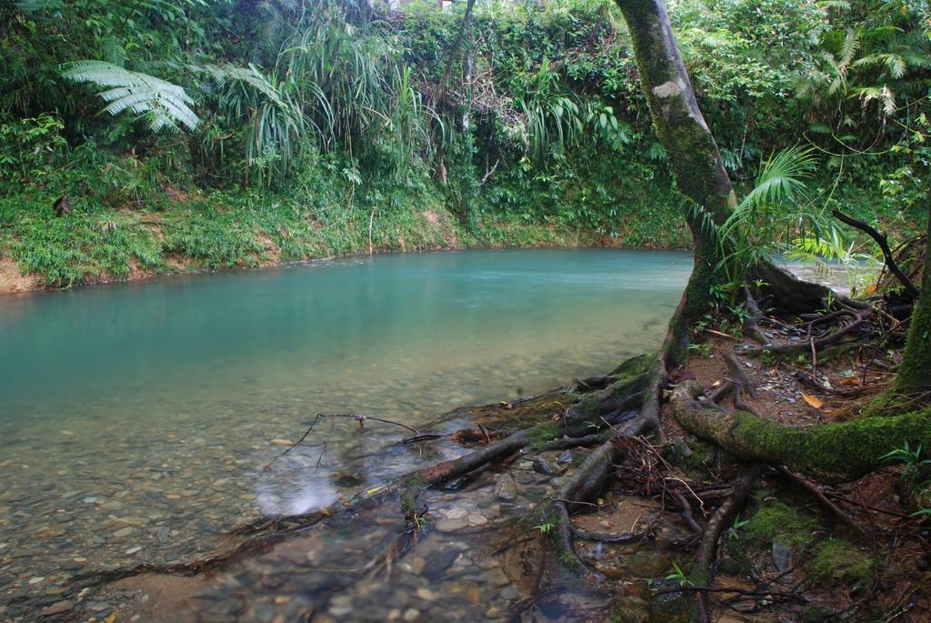 Heritage Lodge In The Daintree Cape Tribulation Eksteriør billede