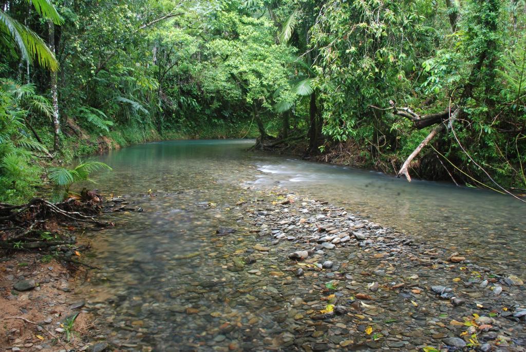 Heritage Lodge In The Daintree Cape Tribulation Eksteriør billede